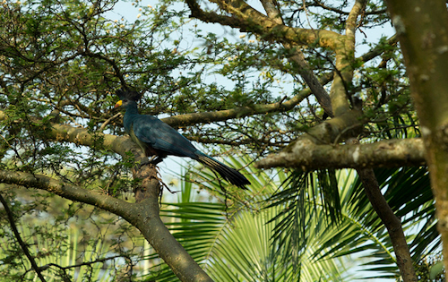 Bigodi Turaco