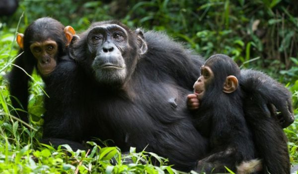 Chimp Tracking