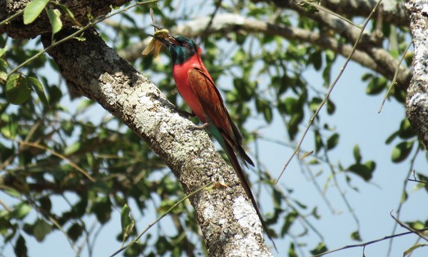 Kidepo Birding