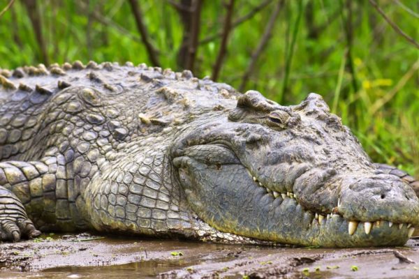 Nile Crocodile