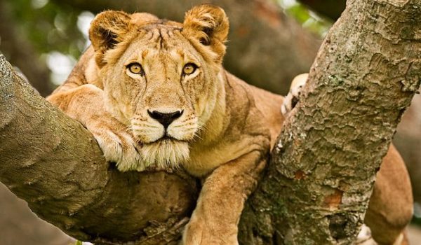 Tree Climbing Lion