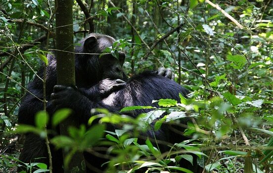 Budongo Forest