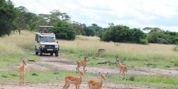 Game Drives in Lake Mburo