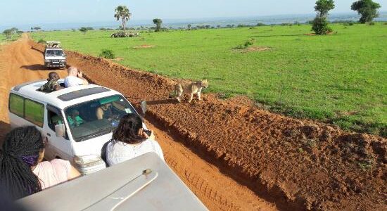 Game Drives in Murchison Falls