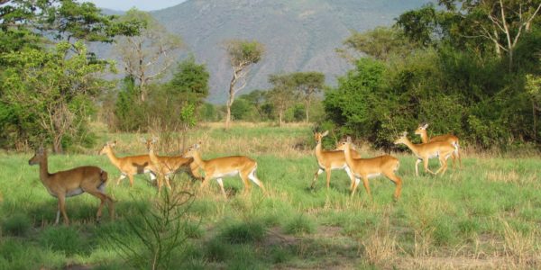 Game Drives in Semuliki National Park