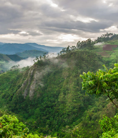 Bwindi Impenetrable Forest