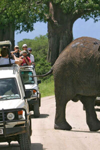 Game Drive