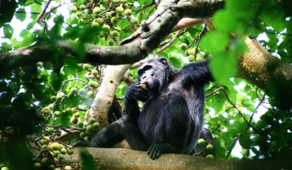 Chimp at Kibale Forest