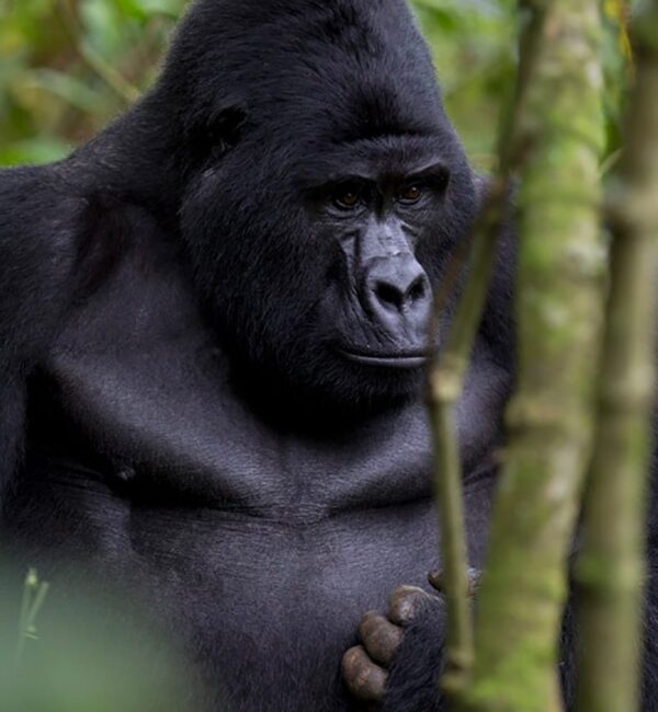 Clouds Mountain GorillaLodge Gorilla